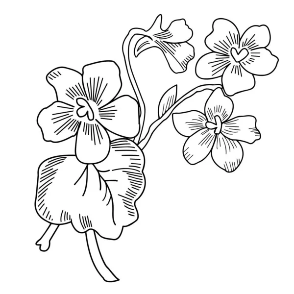 Stiefmütterchen Konturierte Gartenblumen Auf Weißem Hintergrund Nahaufnahme Vektorgrafik — Stockvektor