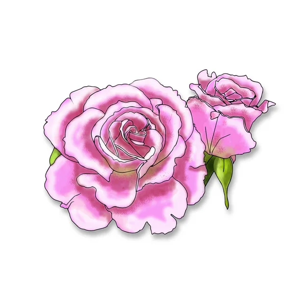 Rose Fiori Giardino Primo Piano Sfondo Bianco Materiale Stampa Taglio — Foto Stock