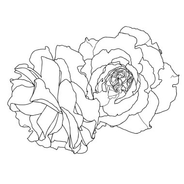 Güller. Bahçe çiçekleri beyaz arka planda. Baskı ya da lazer kesimi için malzeme. Contour çizimi, vektör grafikleri.