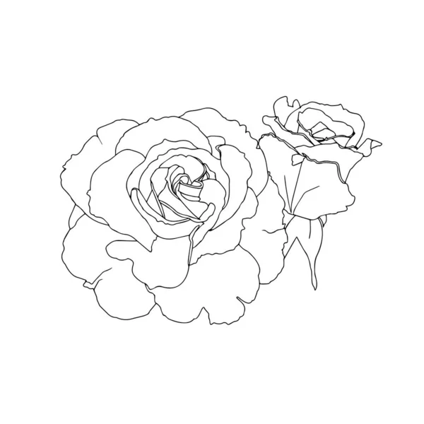バラだ 庭の花は白い背景でクローズアップされます 印刷やレーザー切断のための材料 輪郭描画 ベクトルグラフィックス — ストックベクタ