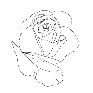 Güller. Bahçe çiçekleri beyaz arka planda. Baskı ya da lazer kesimi için malzeme. Contour çizimi, vektör grafikleri.