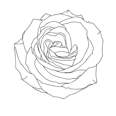 Güller. Bahçe çiçekleri beyaz arka planda. Baskı ya da lazer kesimi için malzeme. Contour çizimi, vektör grafikleri.