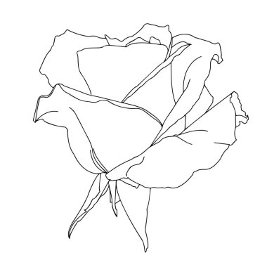 Güller. Bahçe çiçekleri beyaz arka planda. Baskı ya da lazer kesimi için malzeme. Contour çizimi, vektör grafikleri.