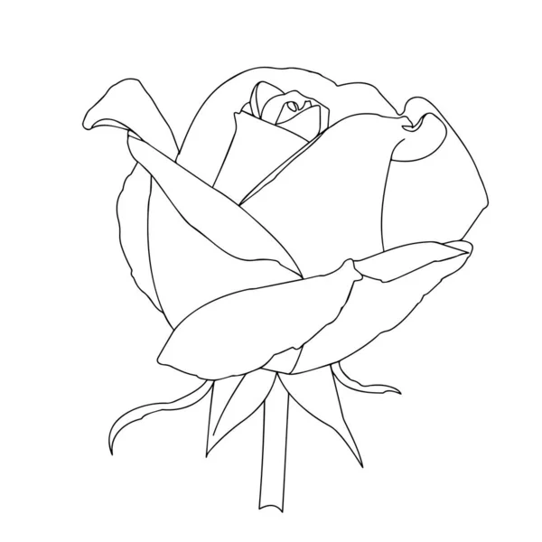 Rosen Gartenblumen Aus Nächster Nähe Auf Weißem Hintergrund Material Zum — Stockvektor