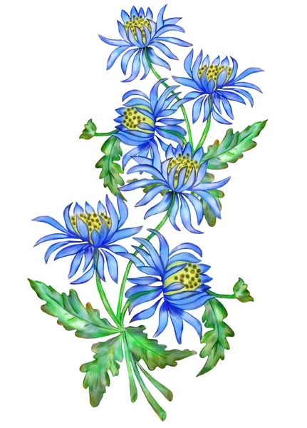 Chryzantemy Niebieskie Kwiaty Ogrodowe Zbliżenie Białym Tle — Zdjęcie stockowe