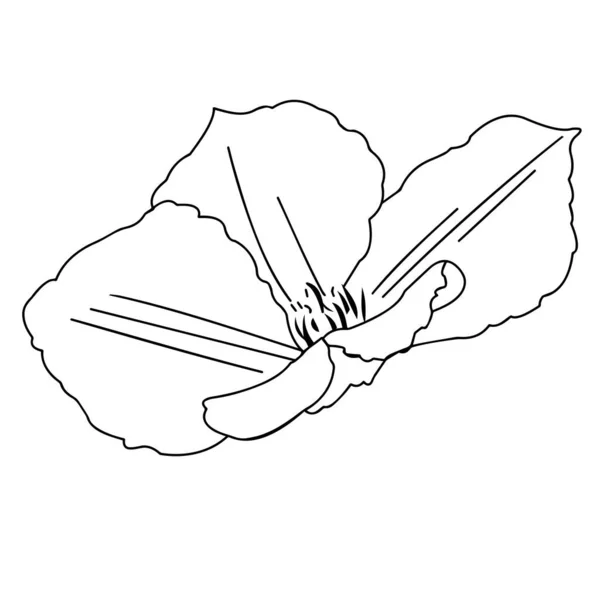 花园的花Clematis在白色背景的特写镜头 矢量说明 — 图库矢量图片