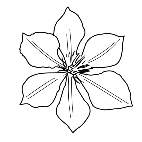 Gartenblume Clematis Auf Weißem Hintergrund Großaufnahme Vektorillustration — Stockvektor