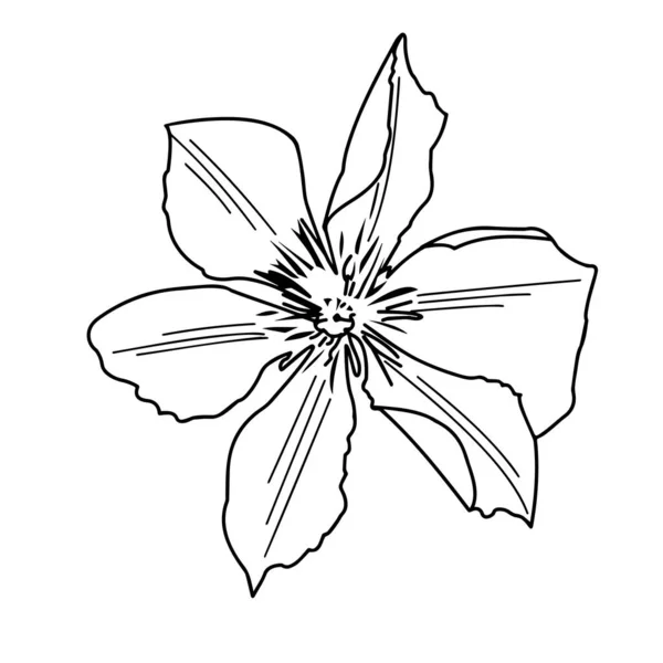 Gartenblume Clematis Auf Weißem Hintergrund Großaufnahme Vektorillustration — Stockvektor