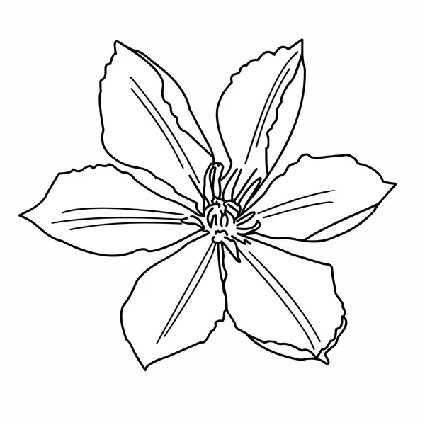 Kwiat Ogrodowy Clematis Białym Tle Zbliżenie Ilustracja Wektora — Wektor stockowy