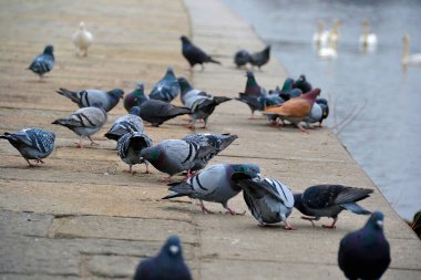 Nehir kenarındaki güvercin sürüsü