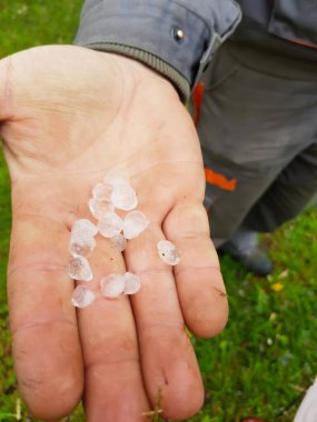 Erkek el büyük bir inci arpa tutar.