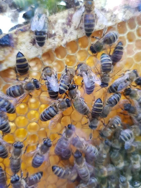 Der Kunststoff Von Bienenhonig Und Bienen — Stockfoto