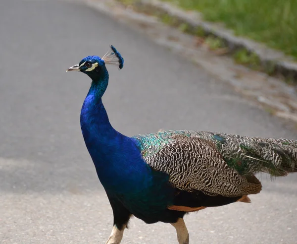 Påfugl – stockfoto