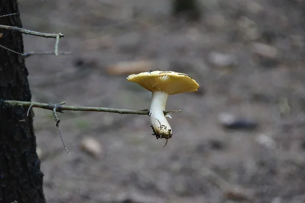 Pilzkopf — Stockfoto