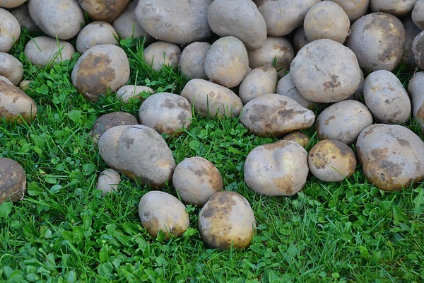 Potatoe — стокове фото