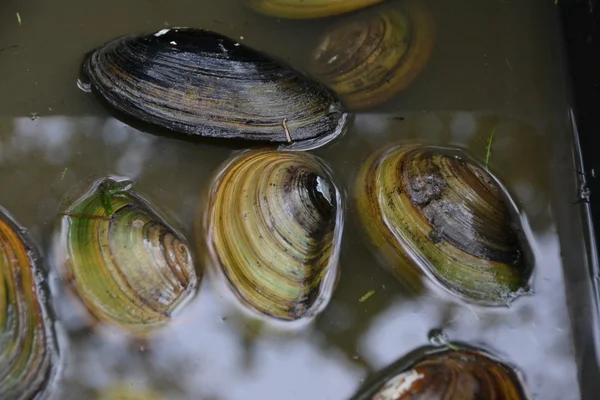 Muscheln — Stockfoto