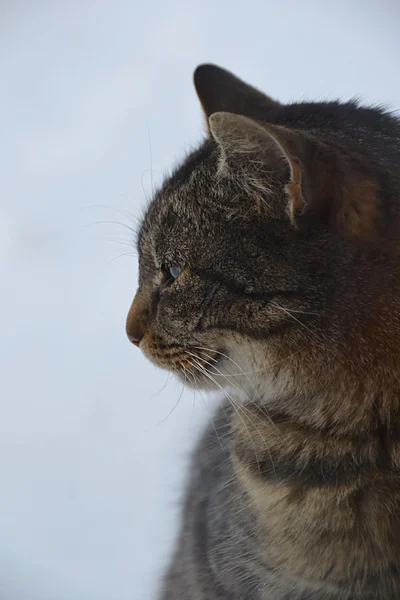 Om katt och snö Stockbild