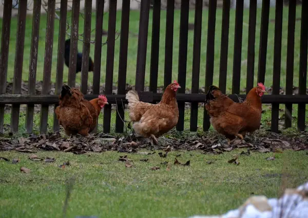 Gallina — Foto de Stock