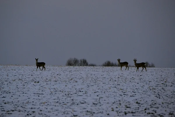 The doe — Stock Photo, Image