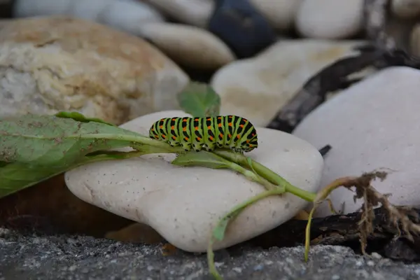 Oruga — Foto de Stock