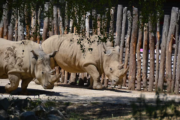 Носороги — стоковое фото