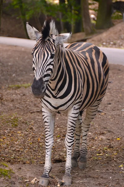 Zebra — Zdjęcie stockowe