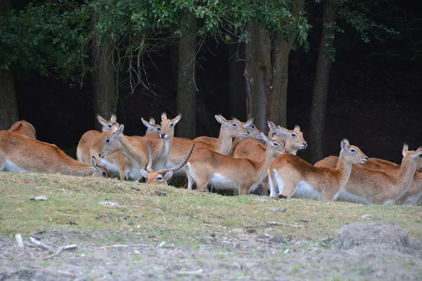 De Antelope — Stockfoto