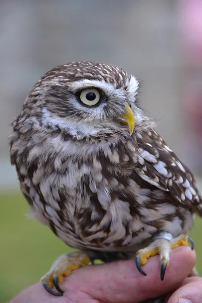 Die kleine Eule — Stockfoto