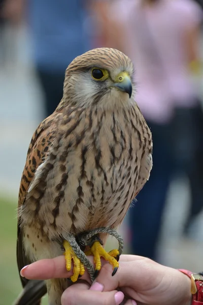 Der kleine Falke — Stockfoto