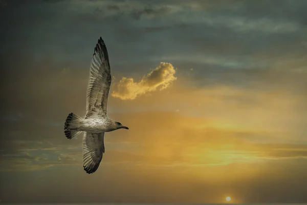 Mouette Unique Volant Dans Ciel Comme Arrière Plan — Photo