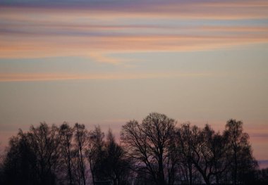 Arkasında günbatımı olan bir ağacın silüeti..