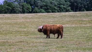 Yeşil tarlada bir inek