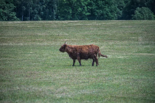 Yeşil tarlada bir inek