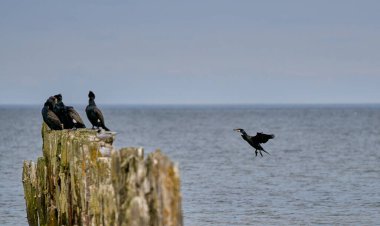 Old wrecked pier in sun dappled water with seawall on horizon and perched birds