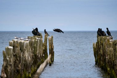 A group of cormorants on an abandoned pier, one landing, in Port Phillip Bay, Victoria Australia