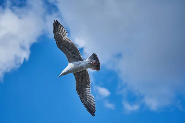 Seagull Flying High Wind Flying Gull Seagull Flying Beautiful Blue — Stockfoto
