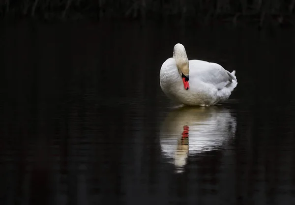 Profile White Swan Blue Misty Lake — ストック写真