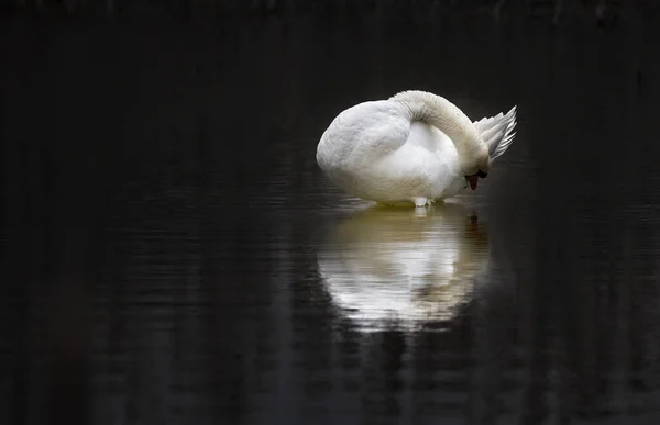 Portrait Whooping Swan Isolated Black Background White Swan Orange Beak — Stockfoto