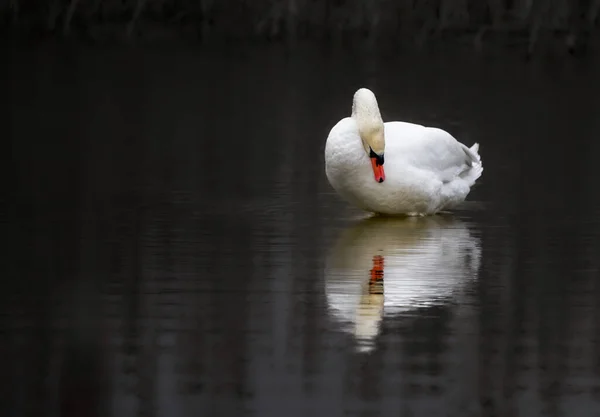 白い白鳥は水に浮かんでいます 黒の上分離鳥 — ストック写真