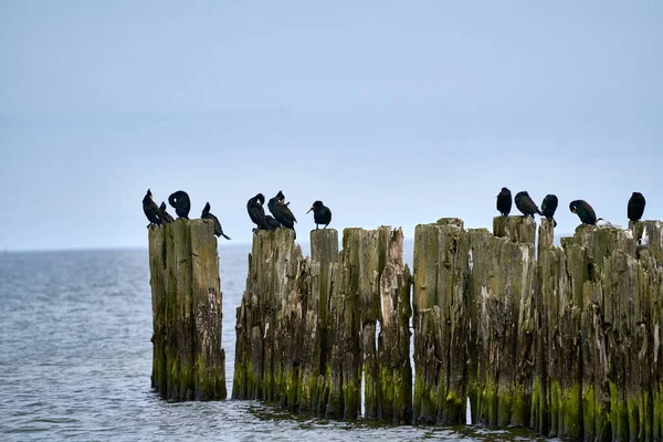 科莫雷斯聚集在智利蓬塔阿雷纳斯麦哲伦海峡的老码头上 — 图库照片