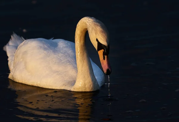 Cygne Dans Magnifique Coucher Soleil Sur Lac — Photo