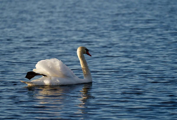 湖の美しい白い白鳥 自然公園で — ストック写真