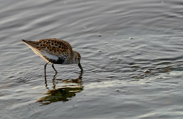 Dunlin Calidris Alpina Pássaro Dunlin Costa Procura Comida — Fotografia de Stock