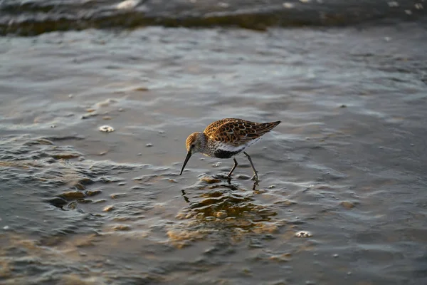 ダンリンやカリドリス アルピナ 海岸の一羽の鳥ダンリンが食べ物を探している — ストック写真