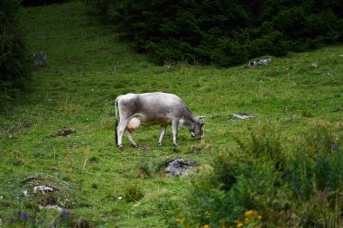 İsviçre Apls dağlarındaki inekler yeşil tarlalarda. Ağır bulutlar, mavi tonlarda