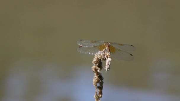 Dragonfly, sitter på en gräs stjälk mot en damm. — Stockvideo