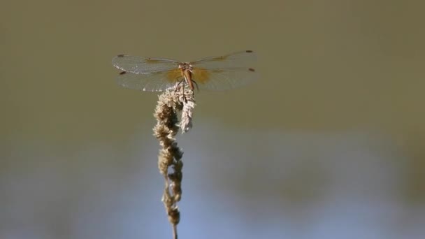 Dragonfly landing op een takje in de buurt van een vijver. — Stockvideo