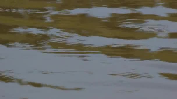 Superficie del agua en un pequeño depósito. Ondas suaves . — Vídeo de stock