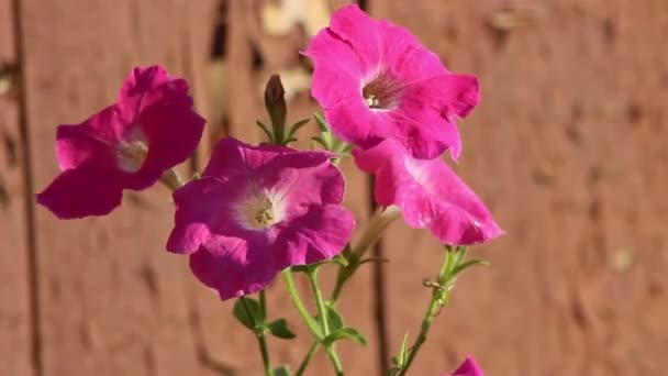 Красива фіолетова квітка крупним планом . — стокове відео