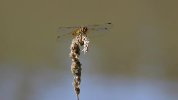 The dragonfly, sits on a grass stalk against a pond. — Stock Video